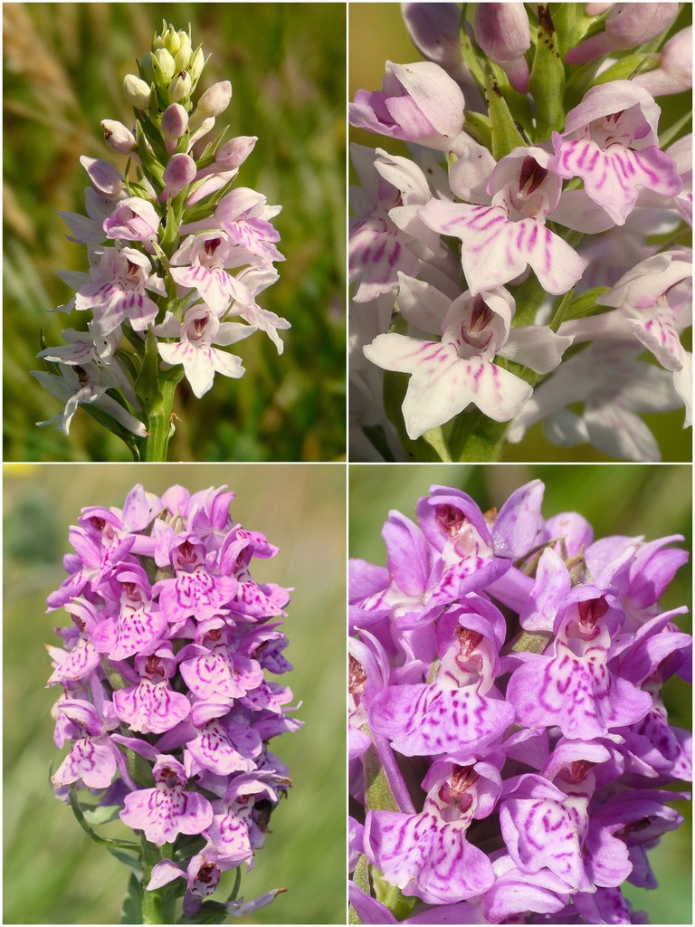 Orchidee d''Irlanda